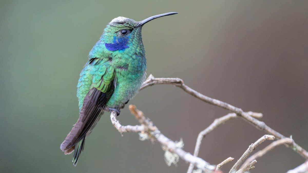kolibřík modrouchý - ML619609949
