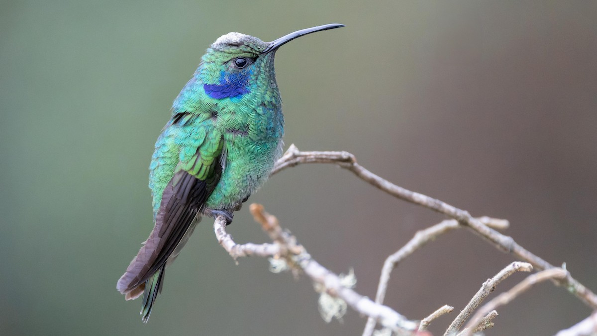 Lesser Violetear - John Andersen