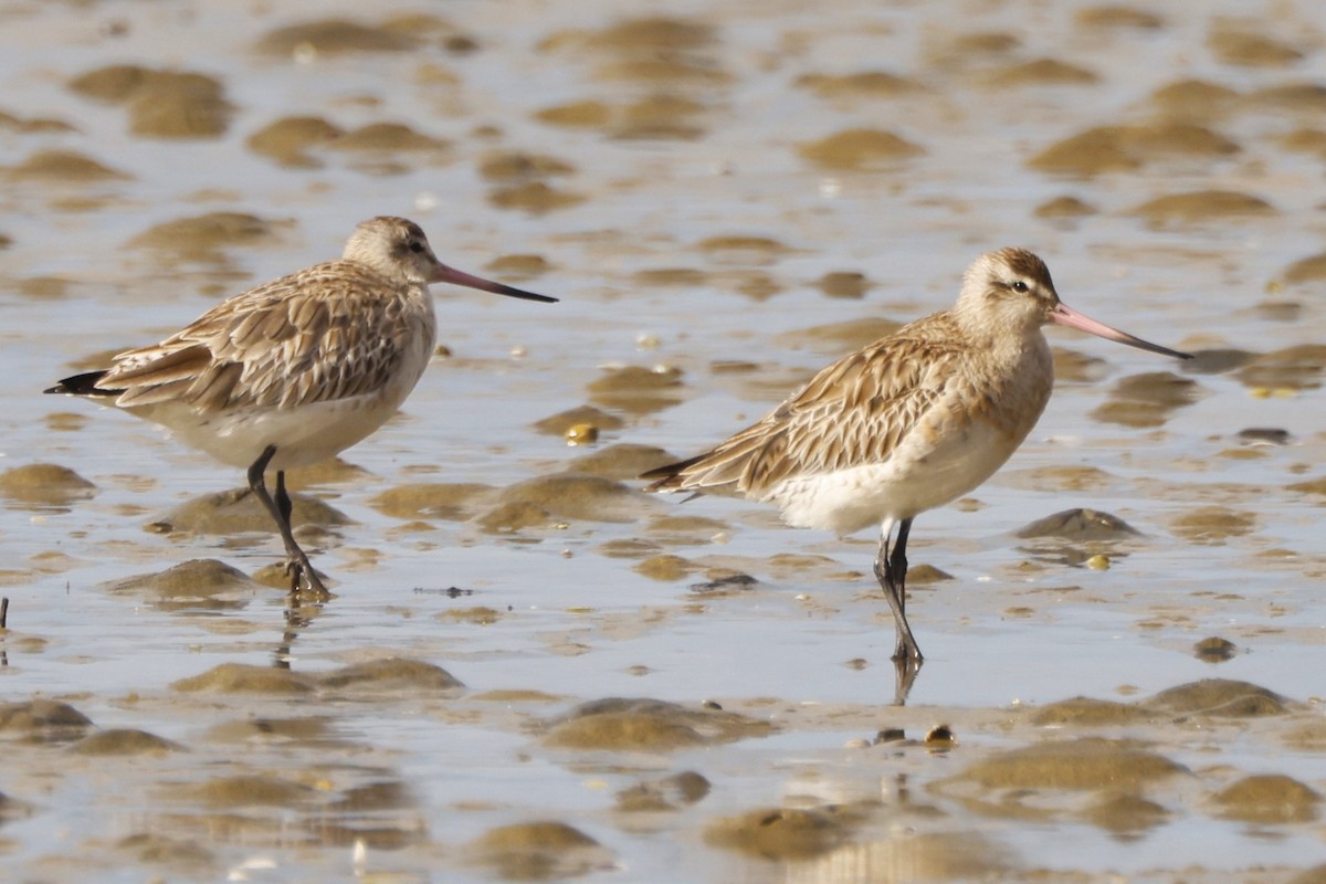 Bar-tailed Godwit - John Mills