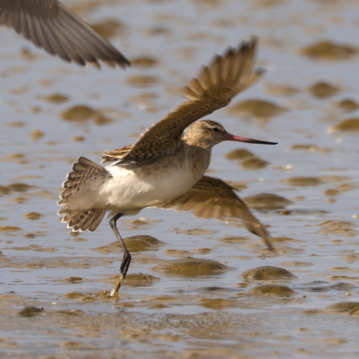 Bar-tailed Godwit - John Mills