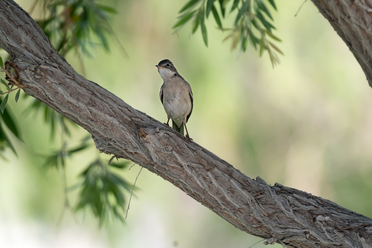 Greater Whitethroat - chandana roy