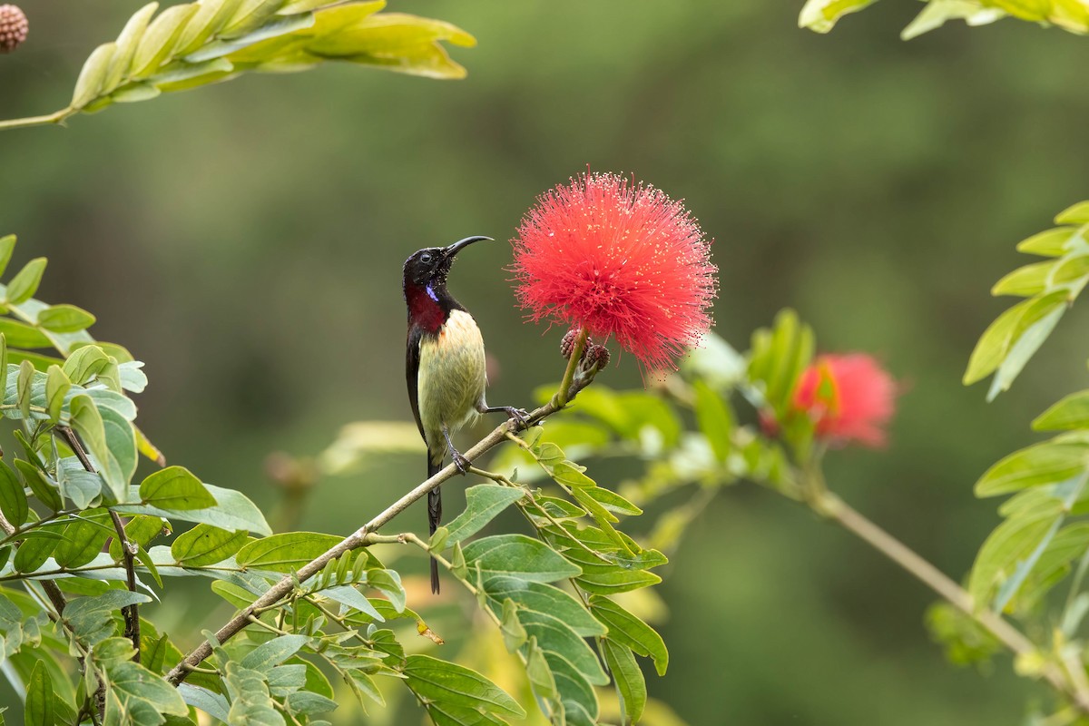 Black-throated Sunbird - Bao Shen Yap