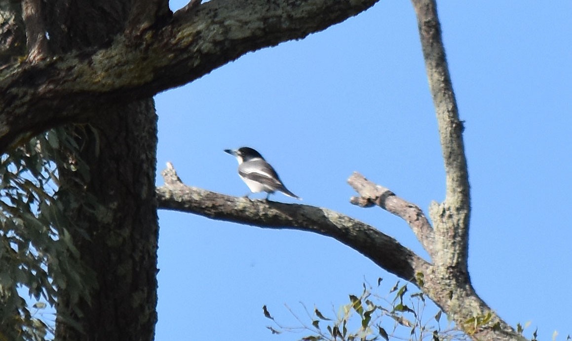 Gray Butcherbird - ML619609965