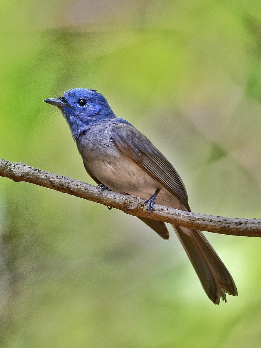 Black-naped Monarch - Shaji Mathew