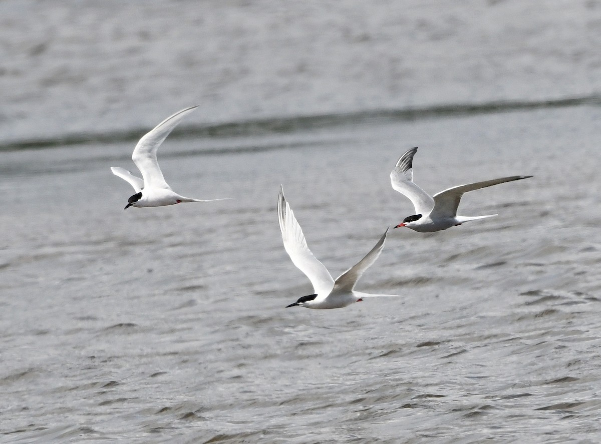Roseate Tern - ML619609967