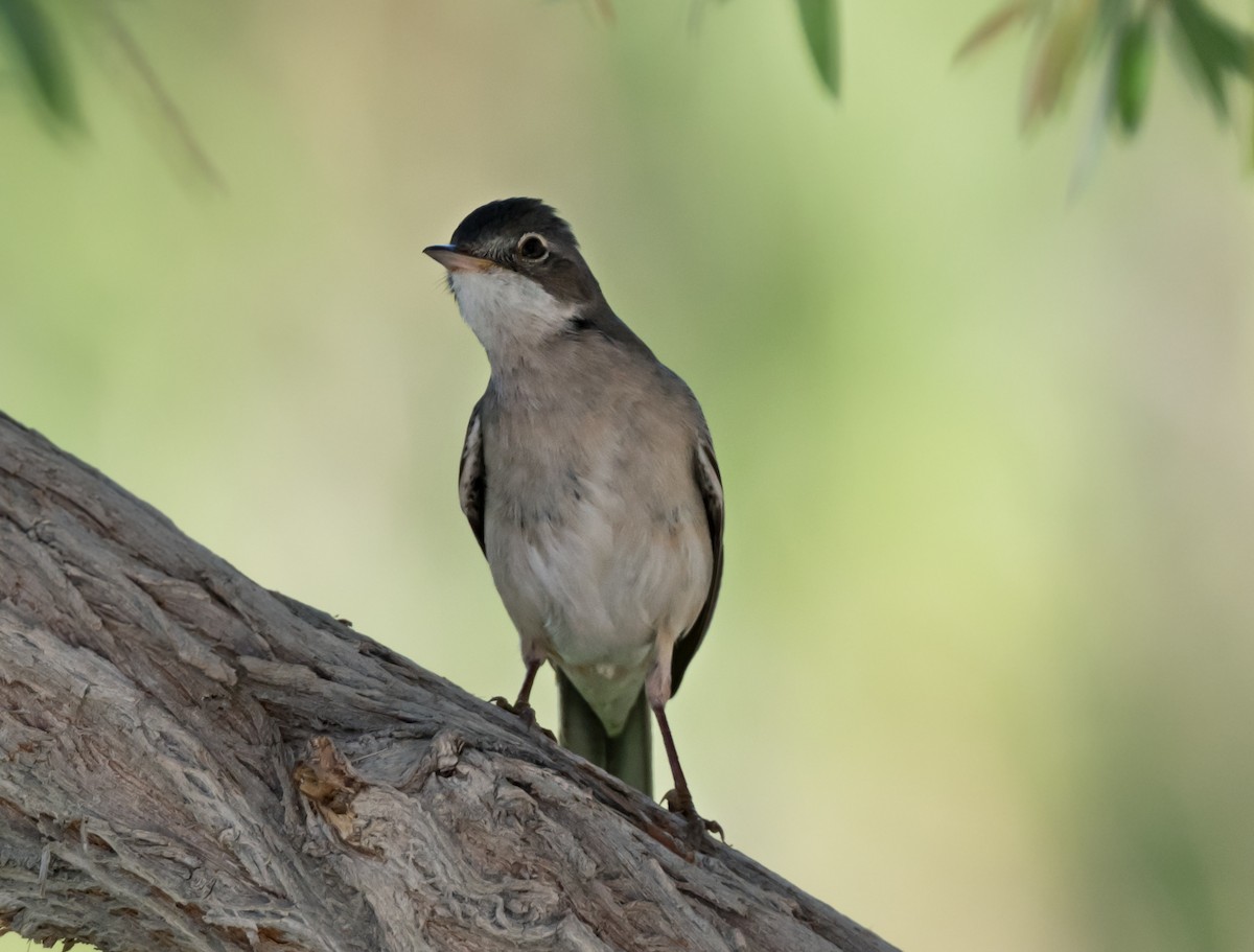 Greater Whitethroat - chandana roy