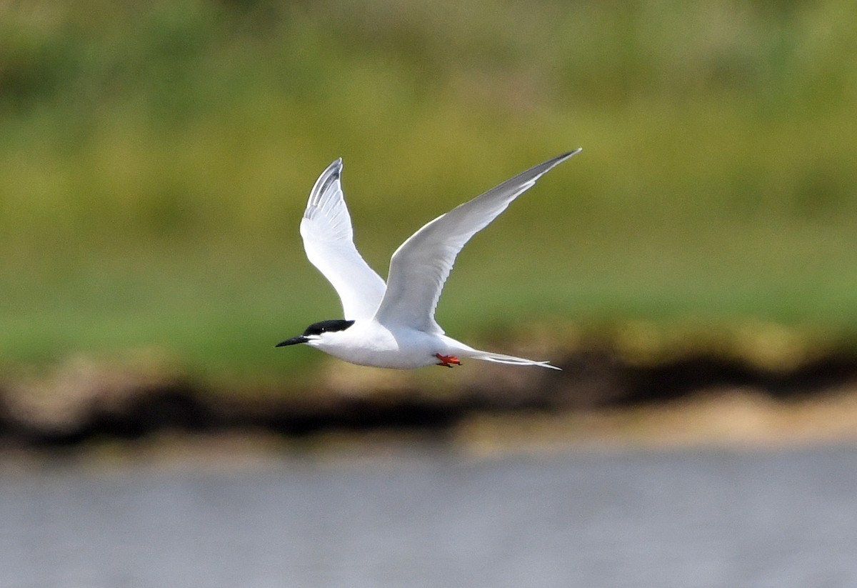 Roseate Tern - ML619609969