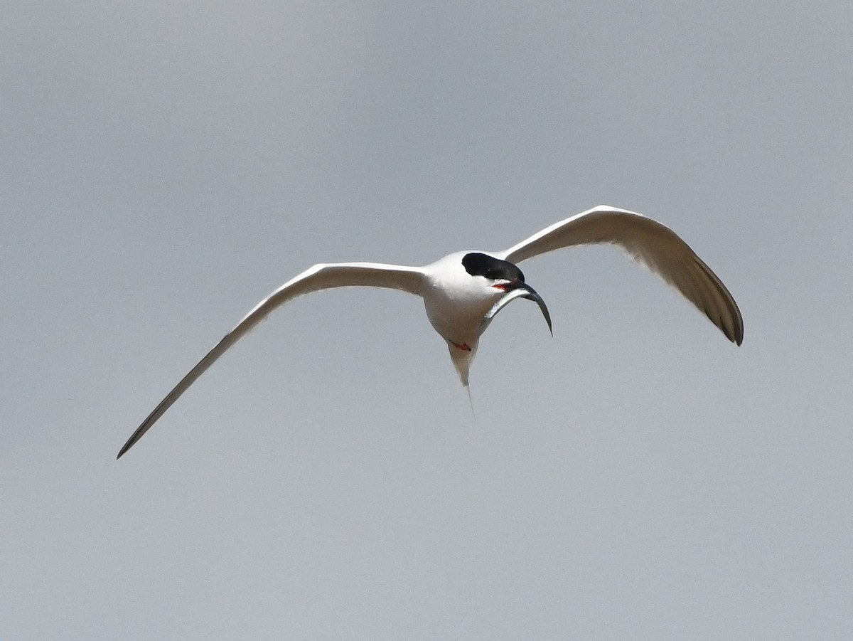 Roseate Tern - ML619609970