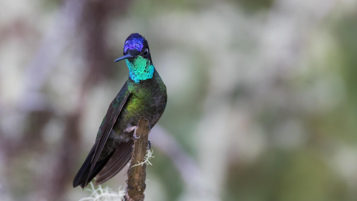 Talamanca Hummingbird - John Andersen