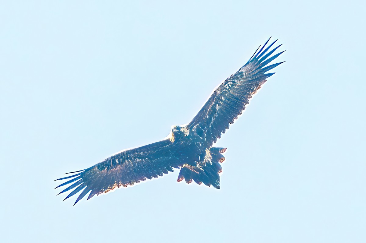 Wedge-tailed Eagle - Alfons  Lawen