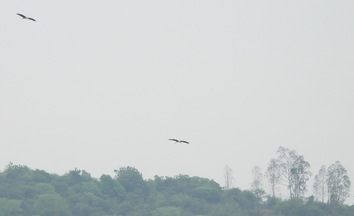 Painted Stork - ML619609973