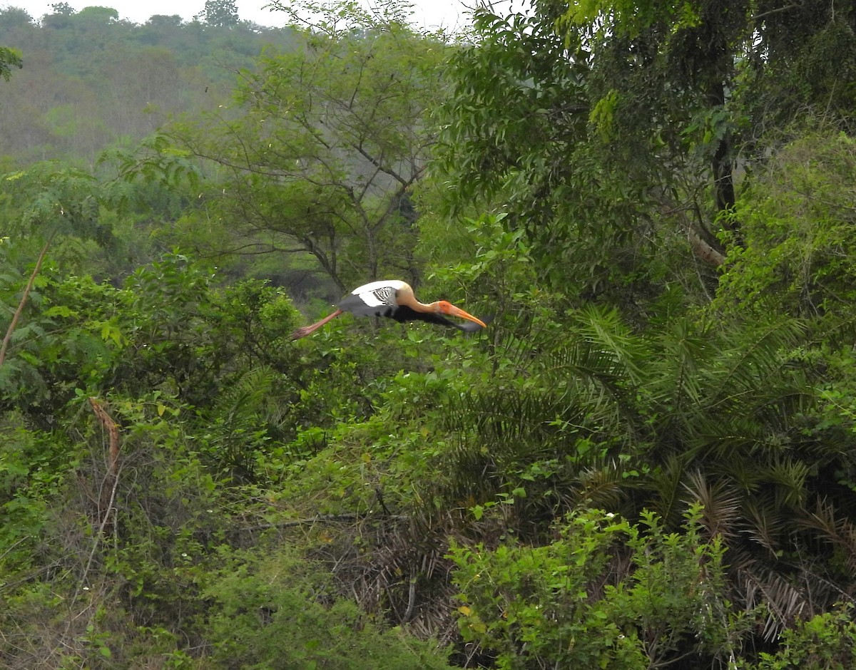 Painted Stork - ML619609974