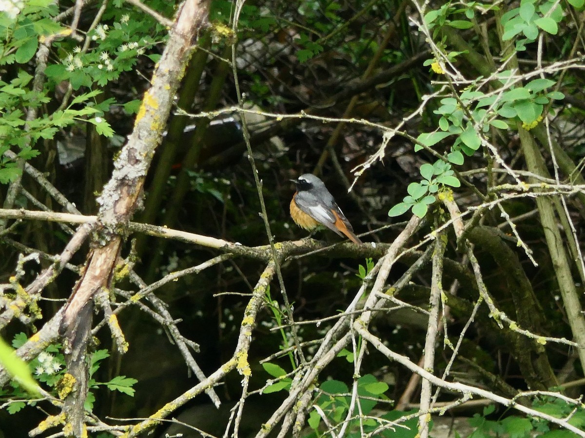 Common Redstart (Ehrenberg's) - Hein Prinsen