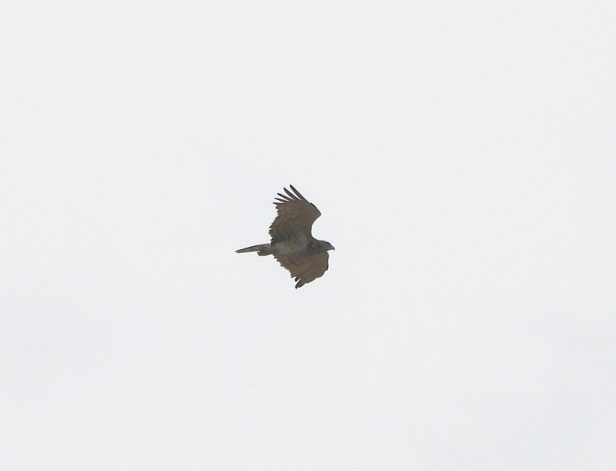 Short-toed Snake-Eagle - ML619609979