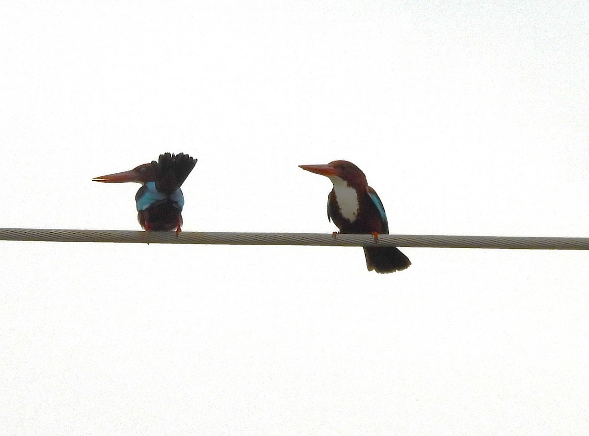 White-throated Kingfisher - ML619609982