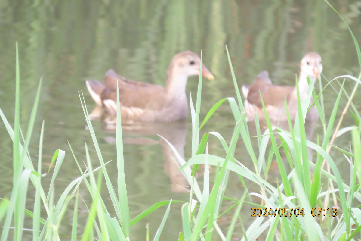 Eurasian Moorhen - sachi yamami