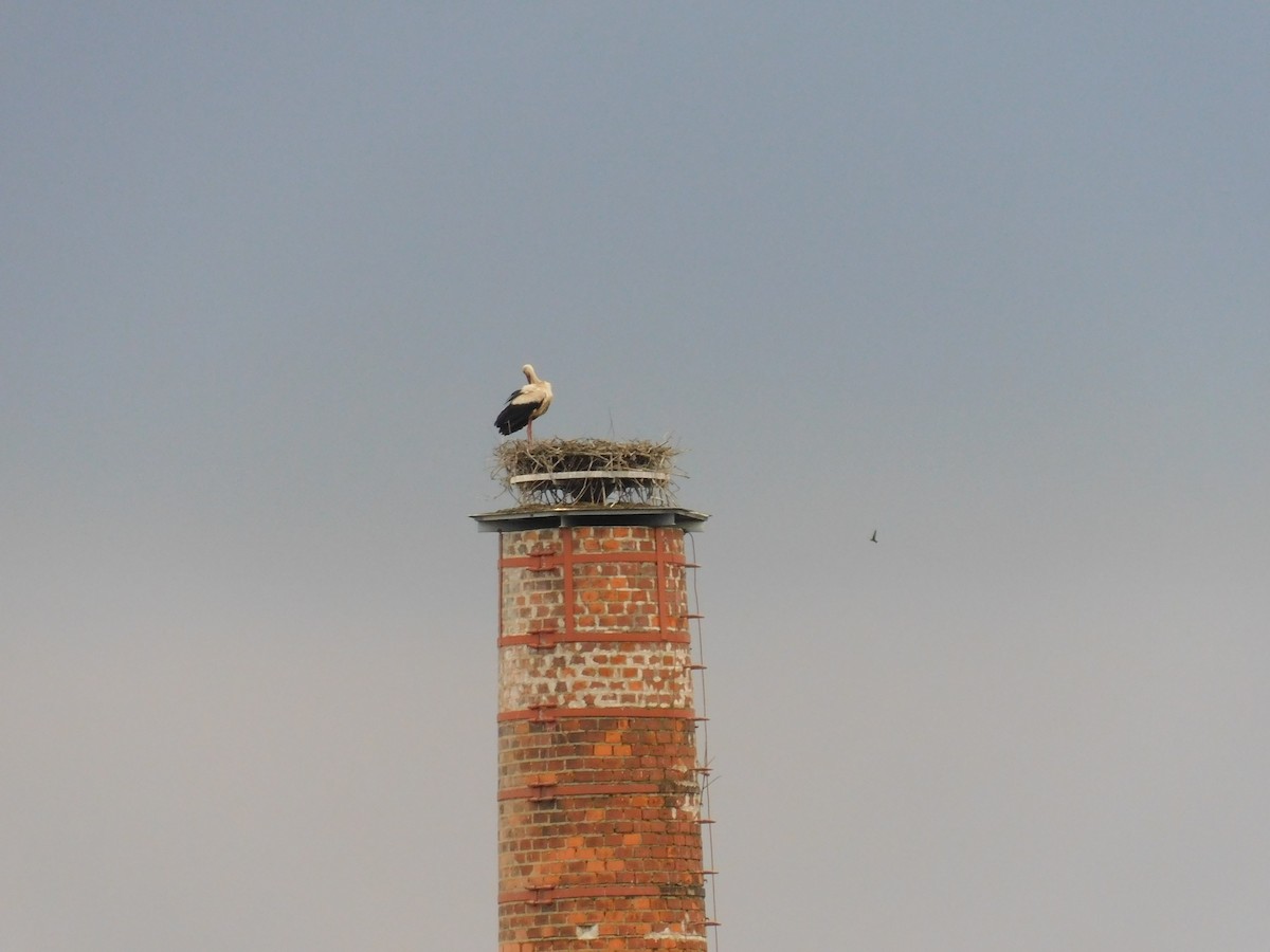 White Stork - Anonymous