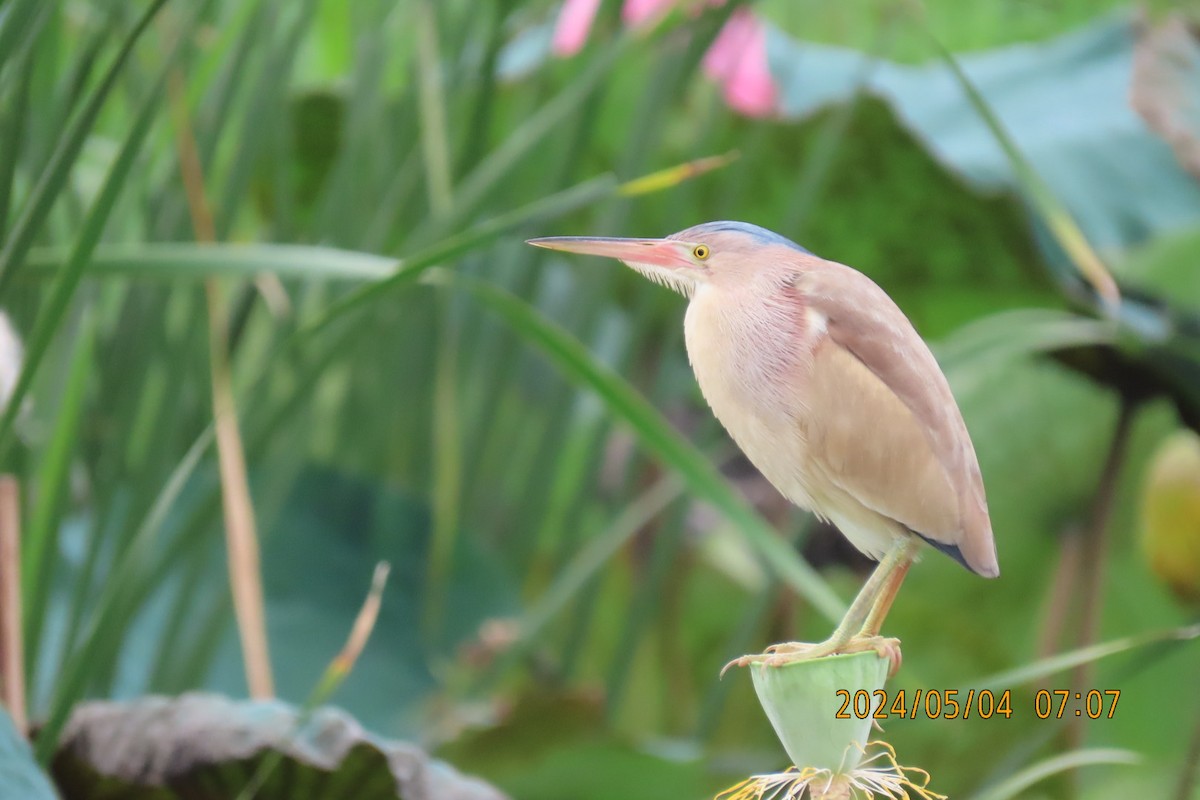 Yellow Bittern - sachi yamami