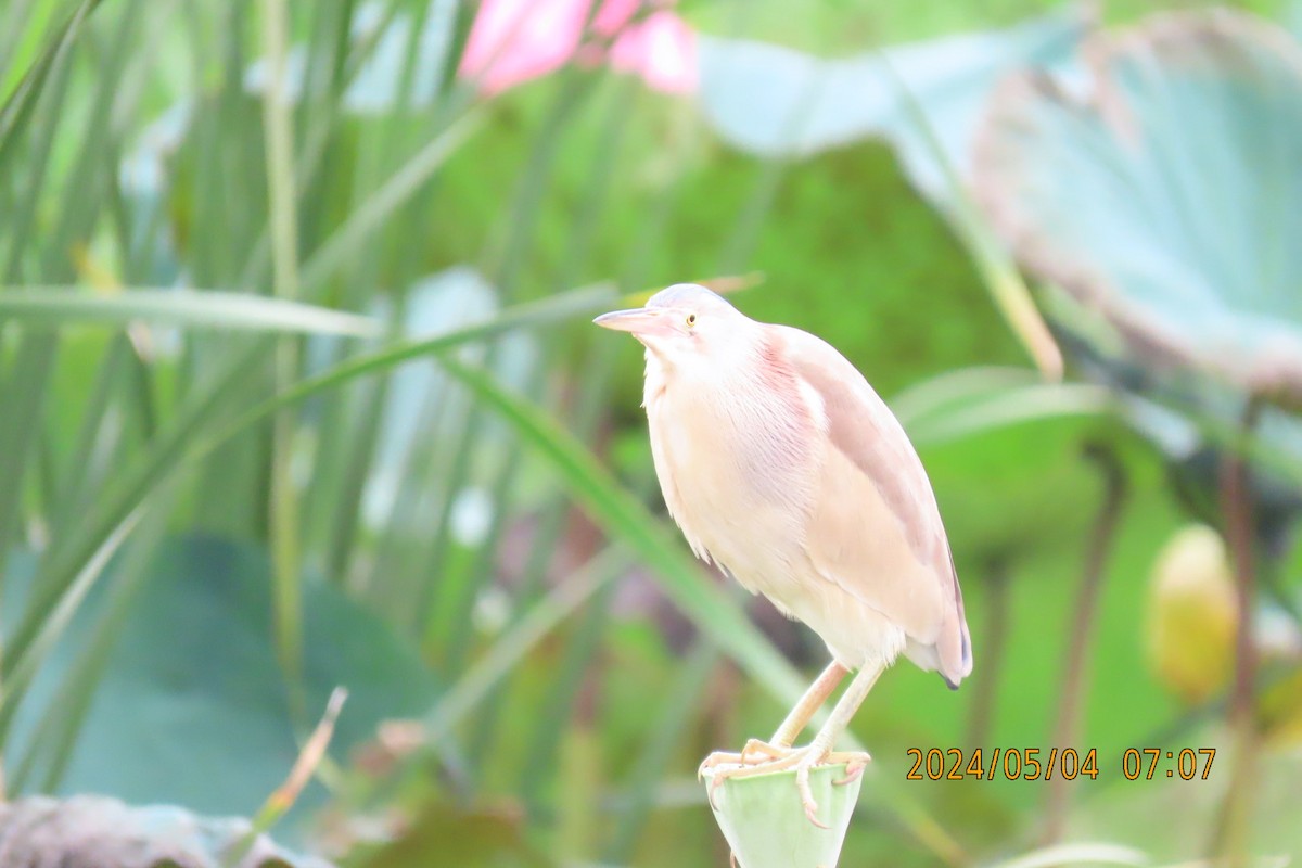 Yellow Bittern - sachi yamami