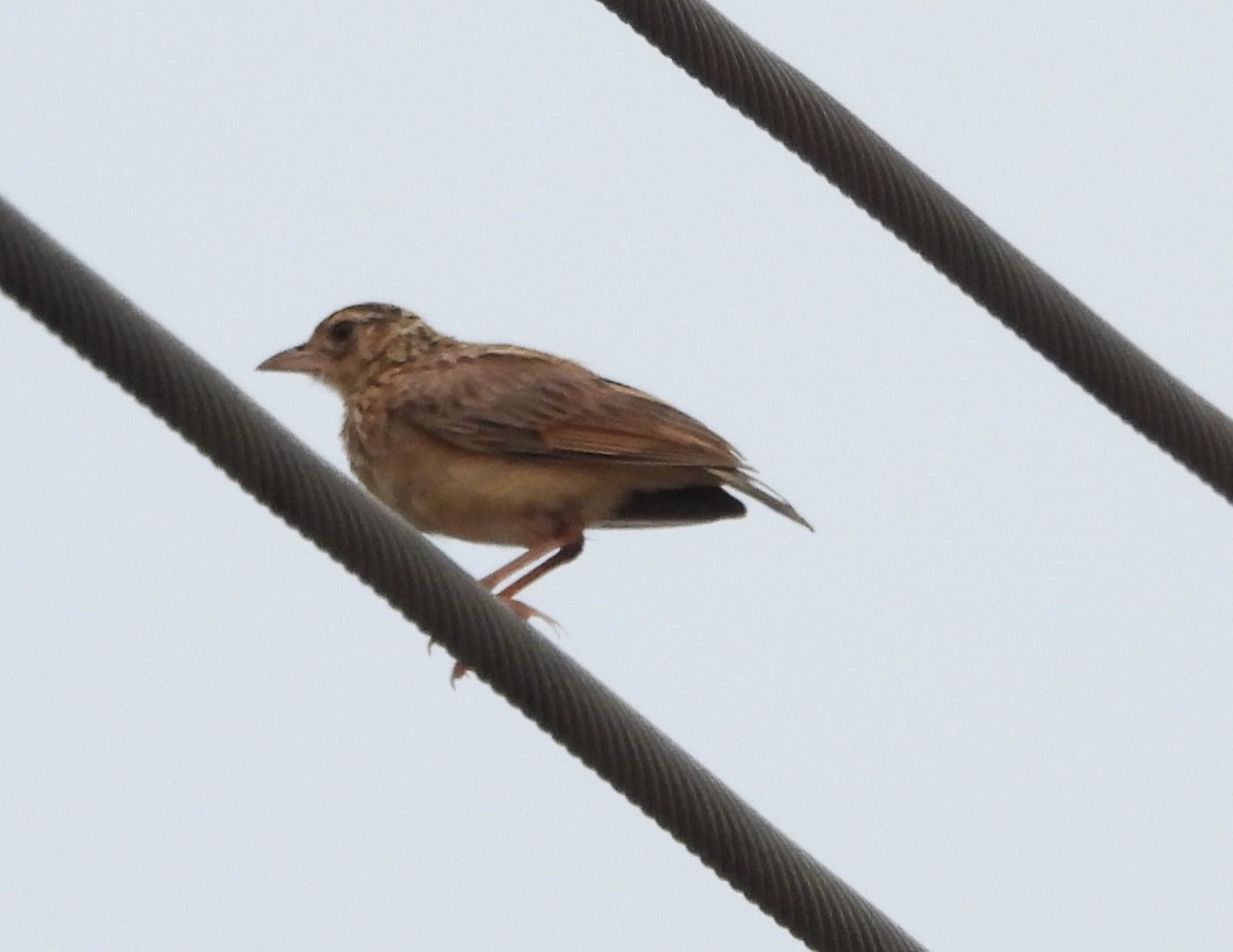 Jerdon's Bushlark - ML619610001