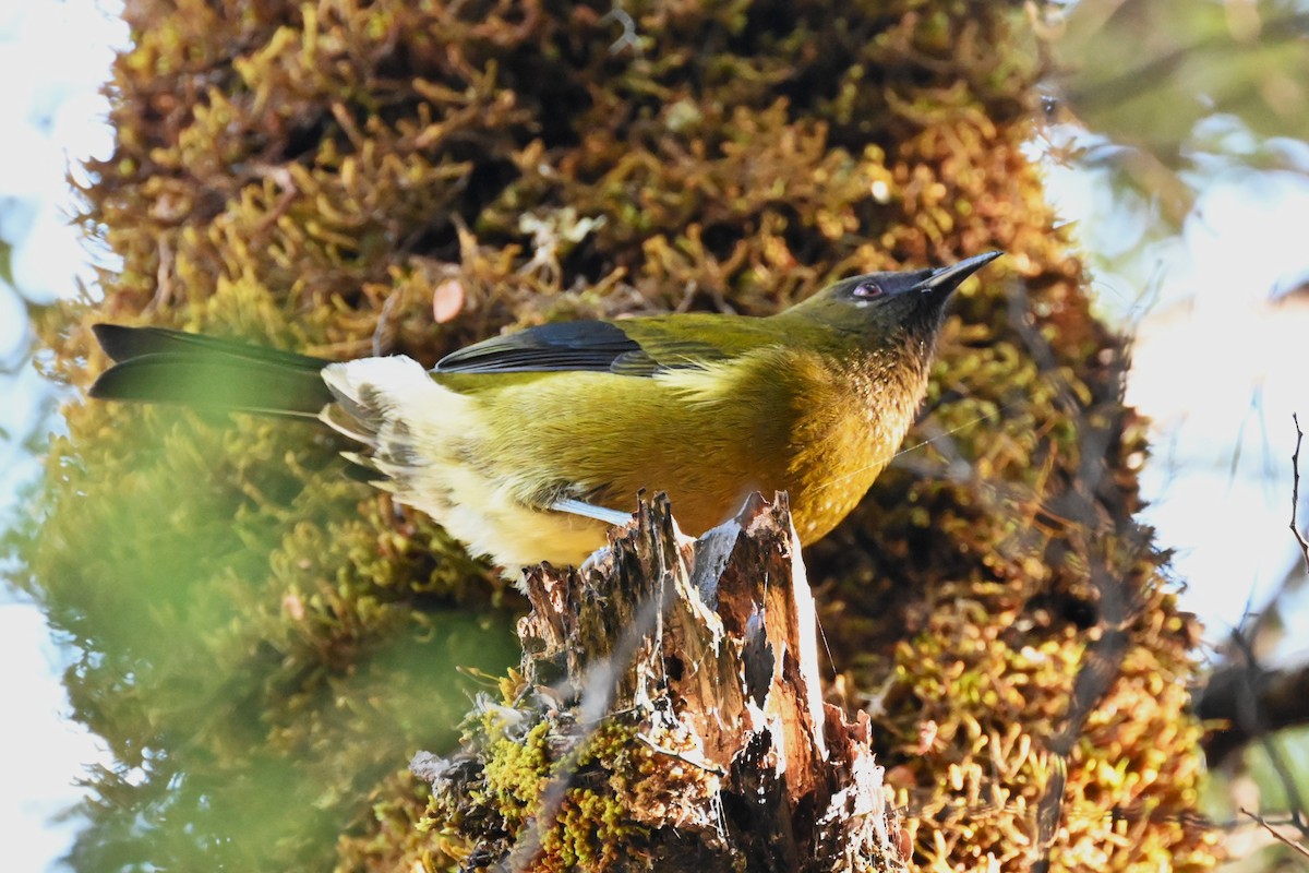 New Zealand Bellbird - Viktar Ryndzevich