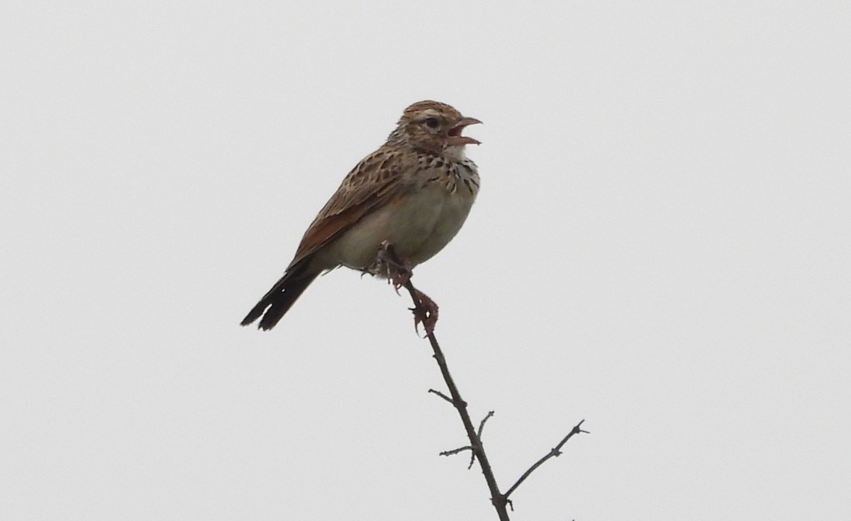 Indian Bushlark - ML619610003