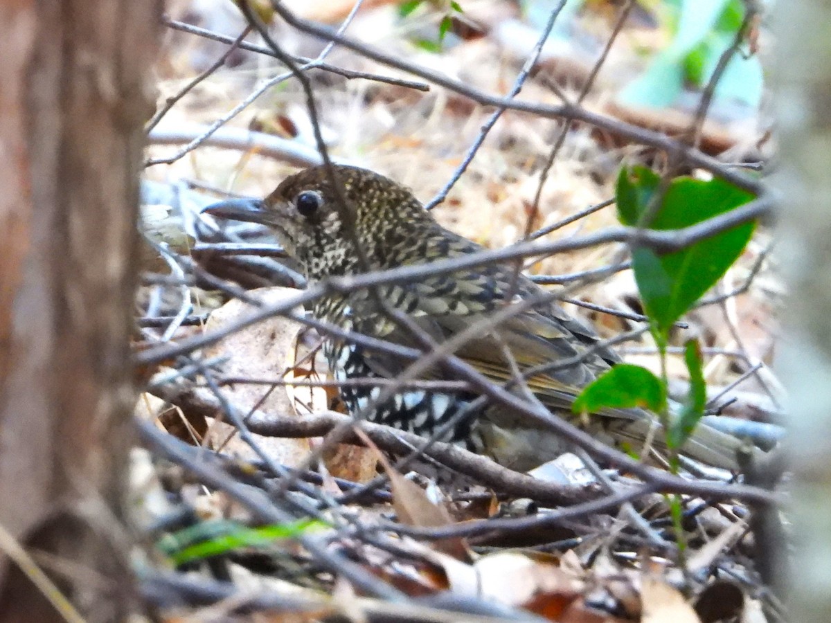 Bassian Thrush - Gordon Rich