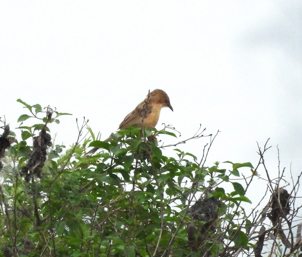 Common Babbler - ML619610019