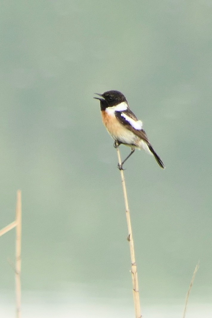 Siberian Stonechat (Siberian) - Hein Prinsen