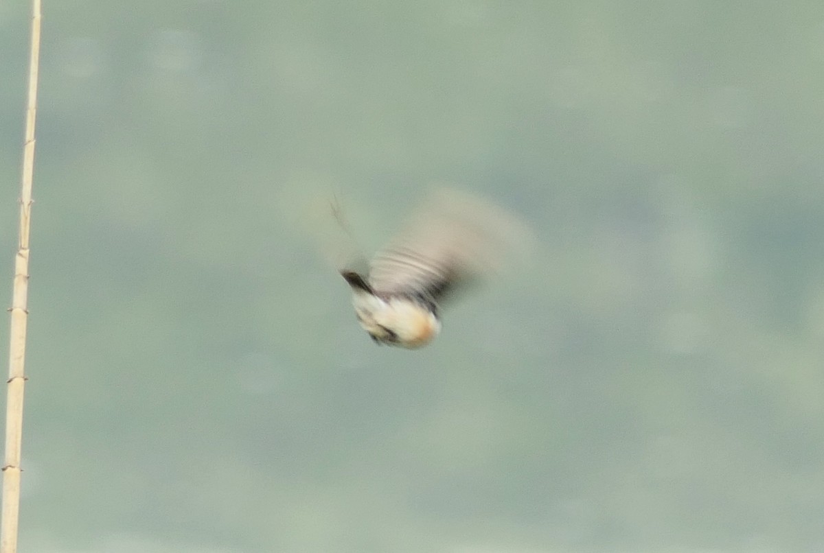 Siberian Stonechat (Siberian) - Hein Prinsen