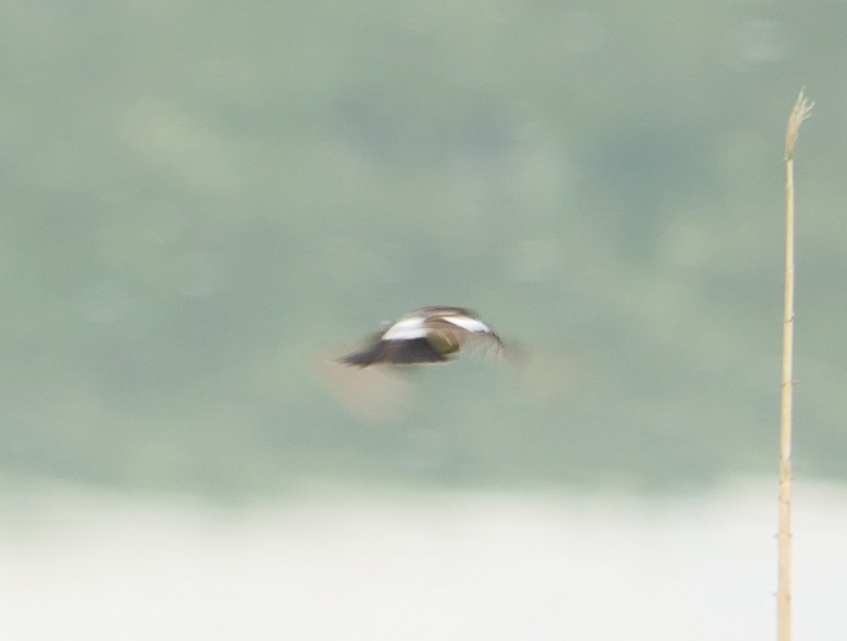 Siberian Stonechat (Siberian) - ML619610025