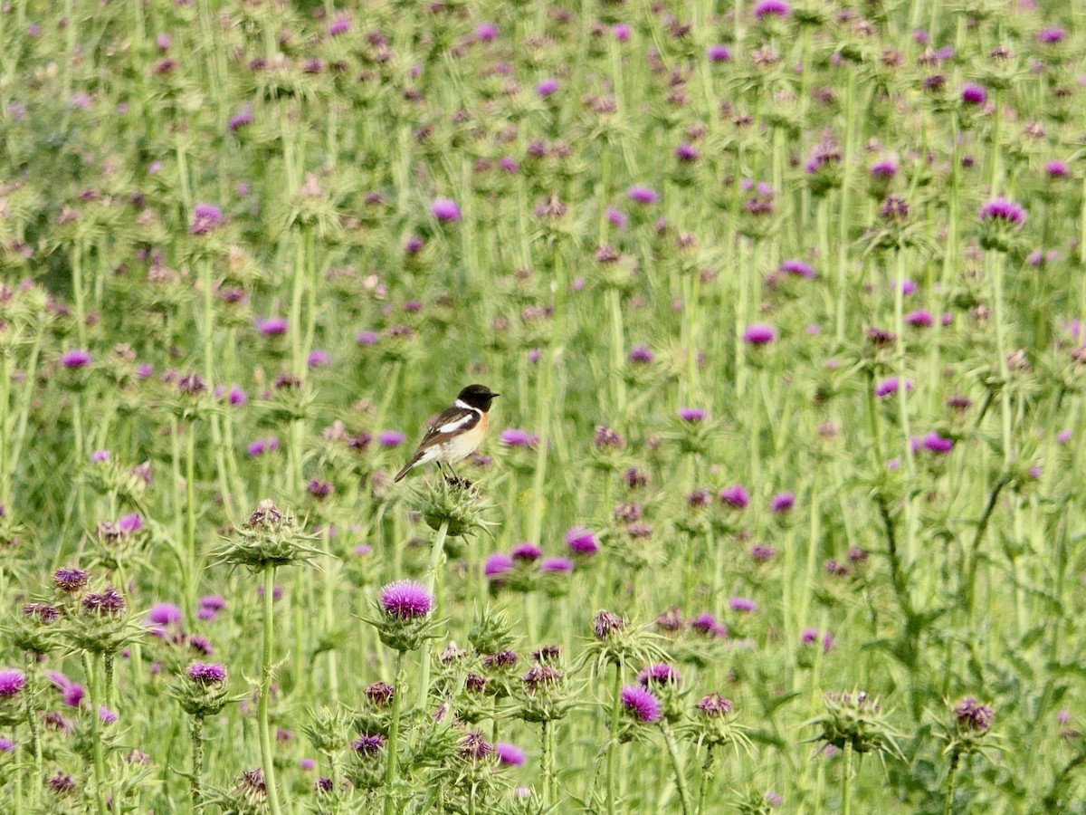 Siberian Stonechat (Siberian) - Hein Prinsen