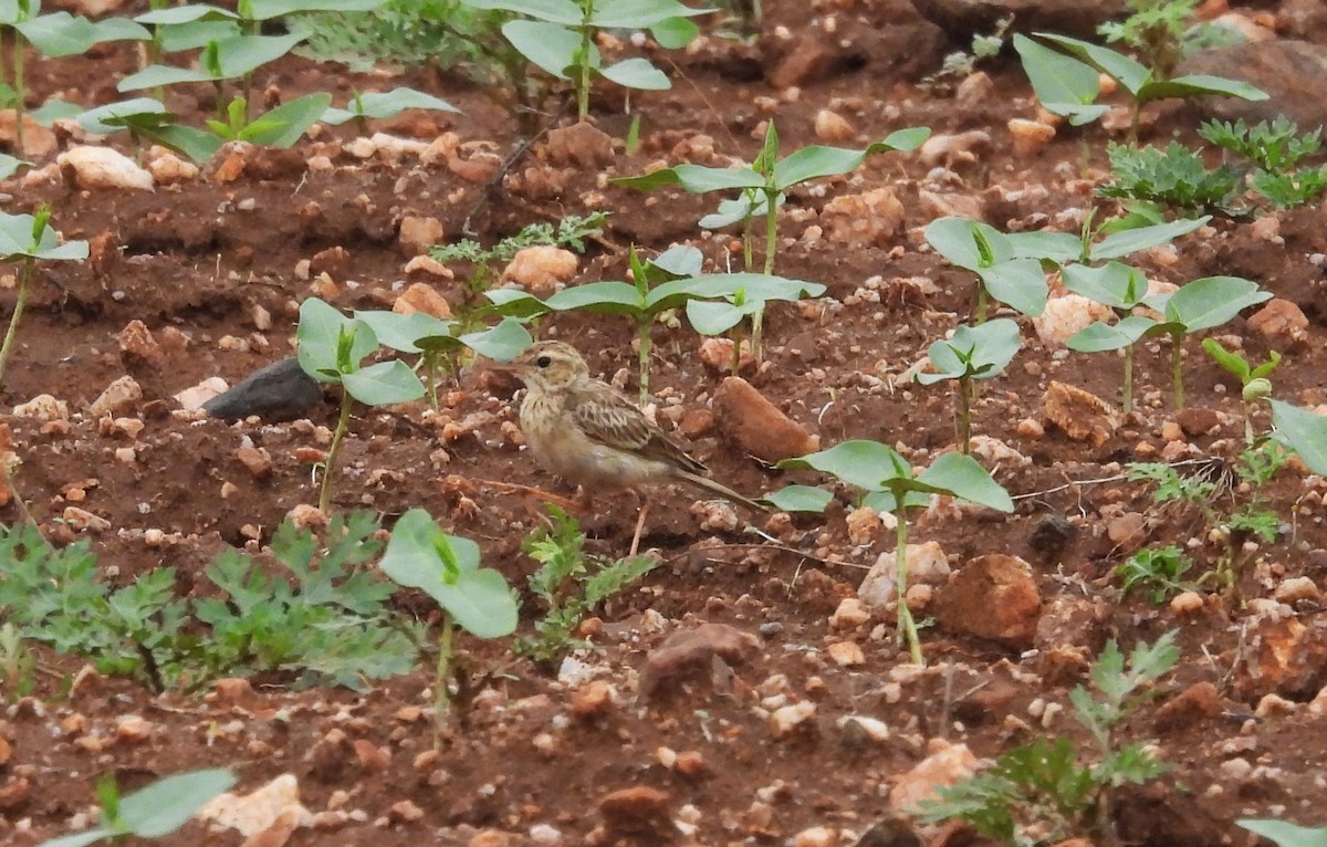 Paddyfield Pipit - ML619610028