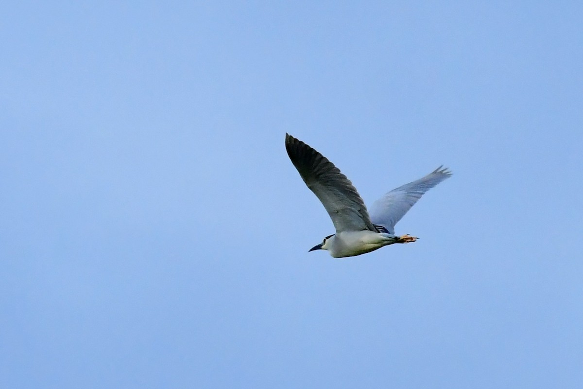 Black-crowned Night Heron - Igor Długosz