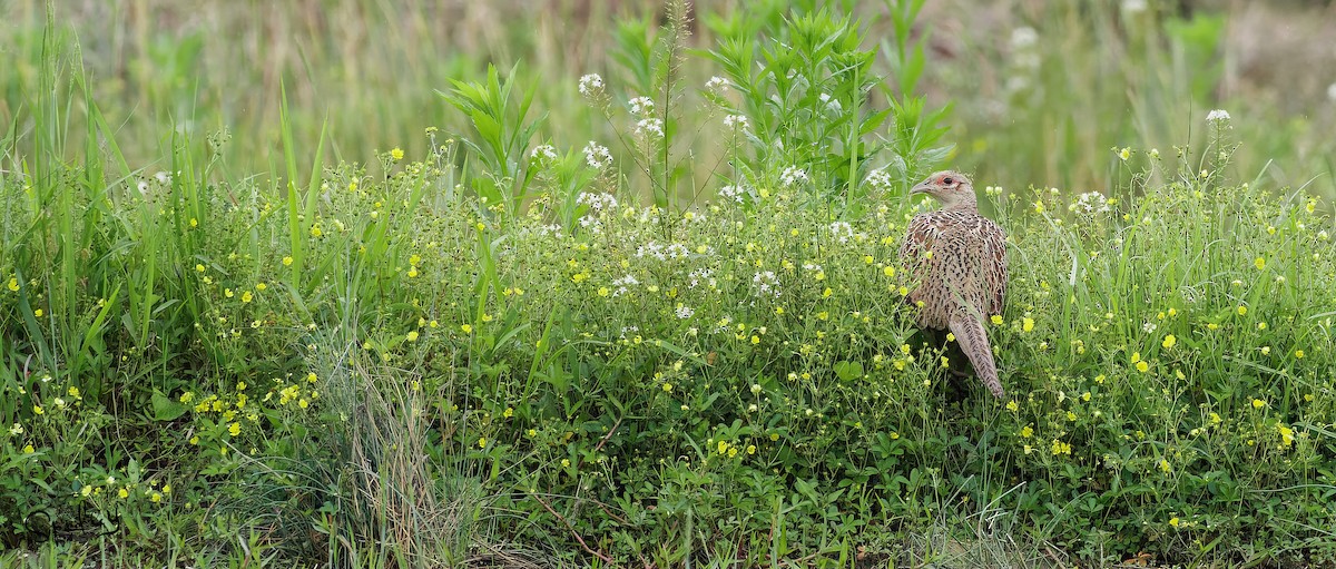 Ring-necked Pheasant - Xingyu Li