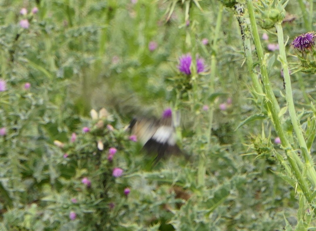 Siberian Stonechat (Siberian) - ML619610033