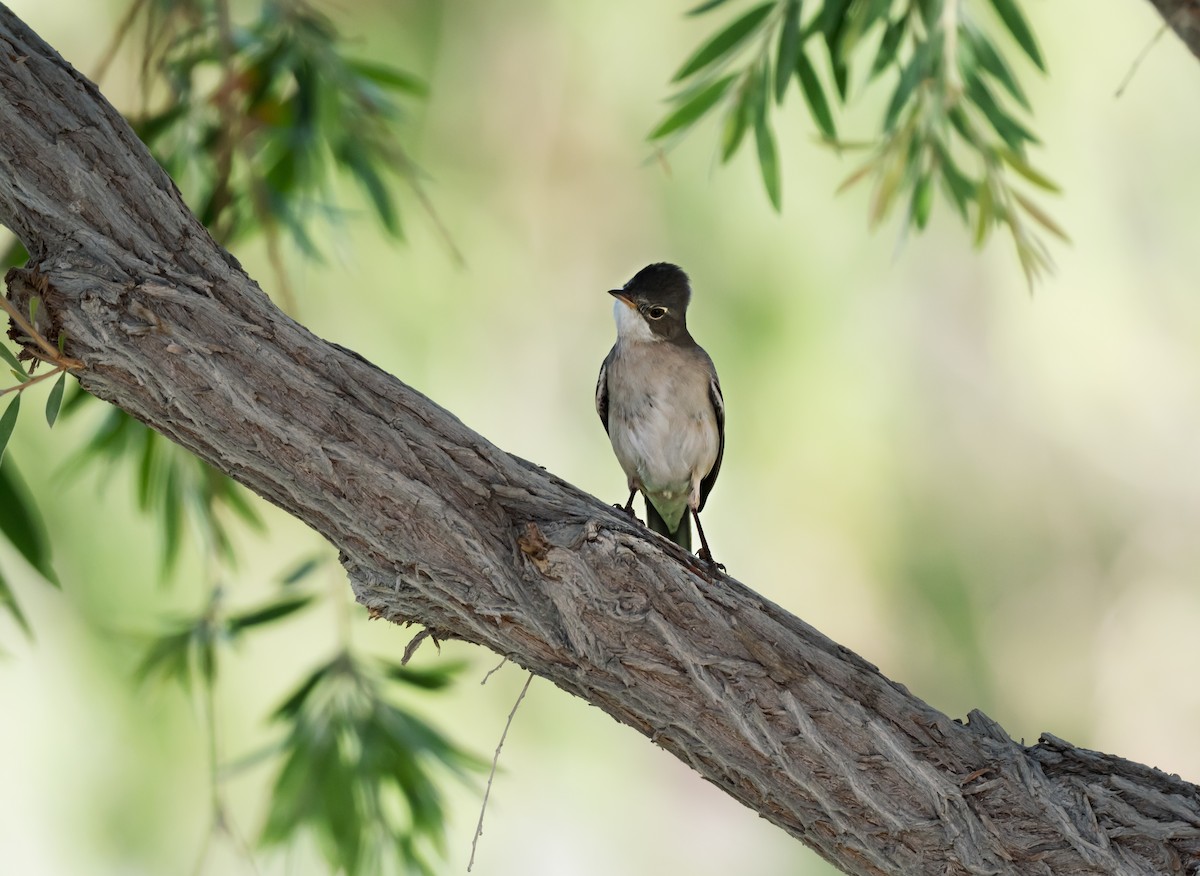 Greater Whitethroat - chandana roy