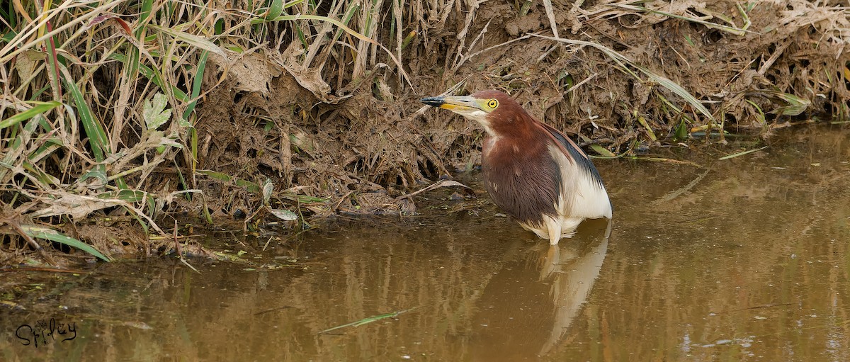 Chinese Pond-Heron - ML619610036