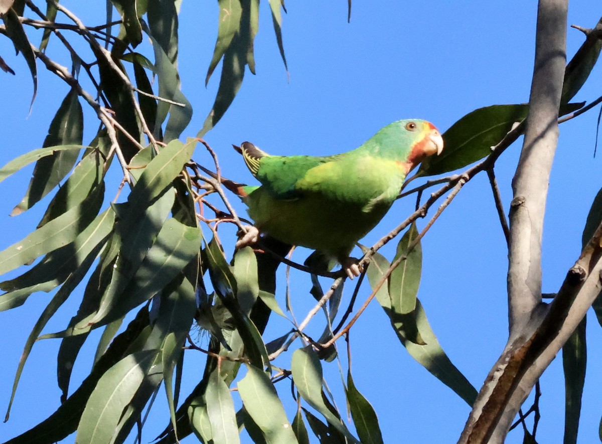 Swift Parrot - Kerr Brad