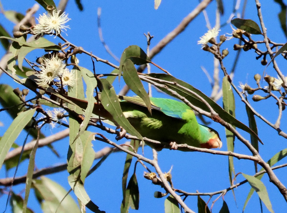 Swift Parrot - Kerr Brad