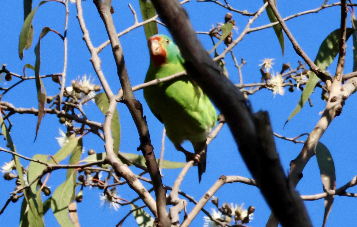 Swift Parrot - Kerr Brad