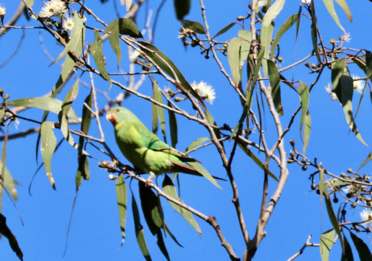 Swift Parrot - Kerr Brad