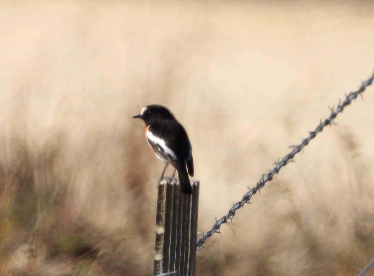 Scarlet Robin - Gordon Rich