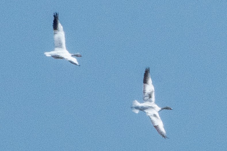 Snow Goose - Yuerou Tang