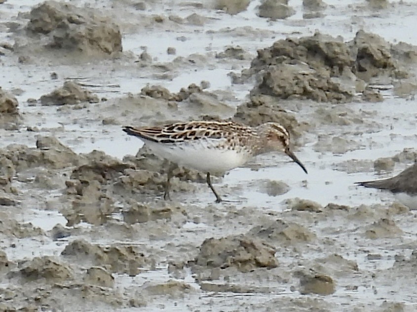 Broad-billed Sandpiper - Stan Arnold