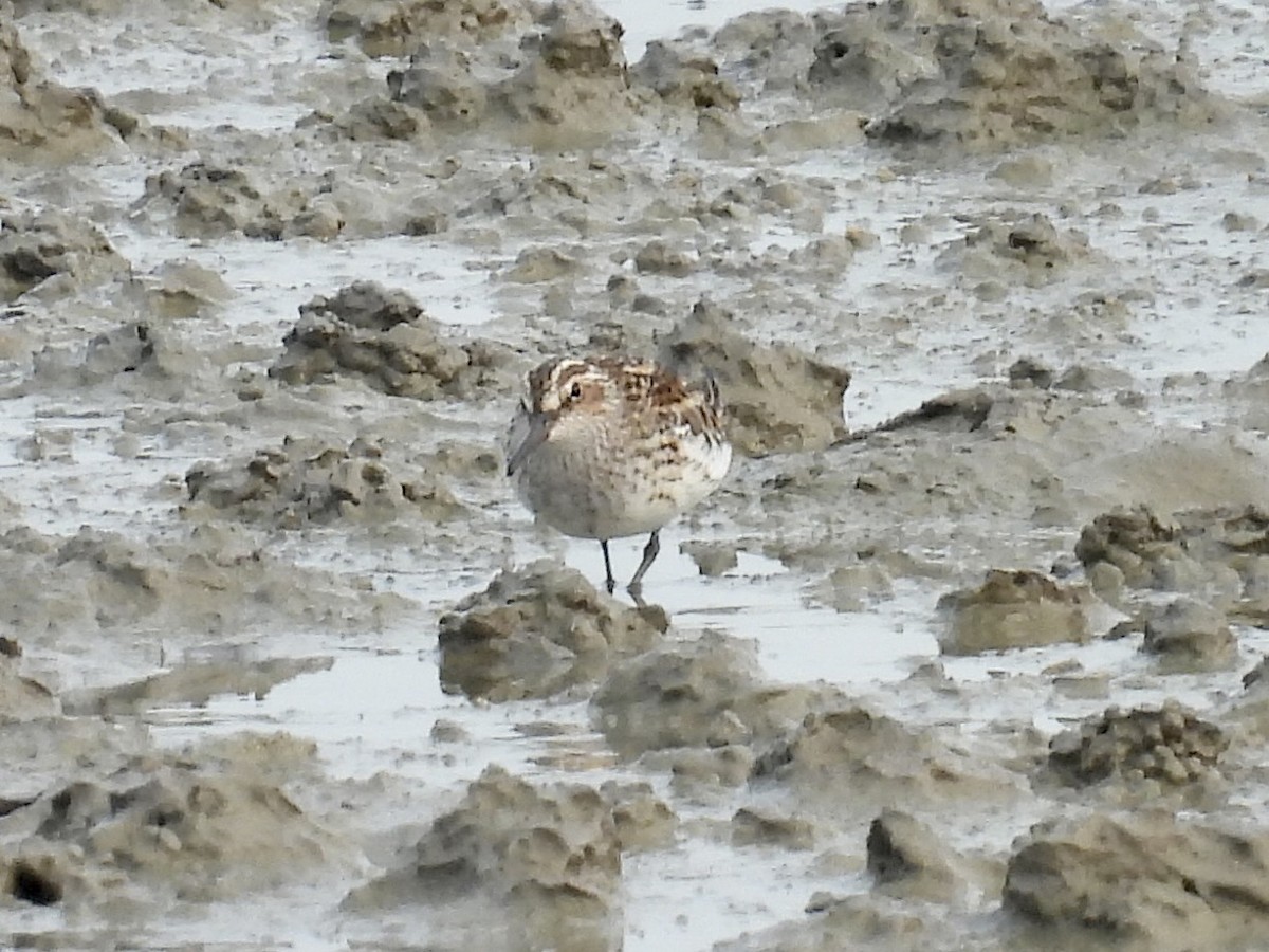 Broad-billed Sandpiper - Stan Arnold