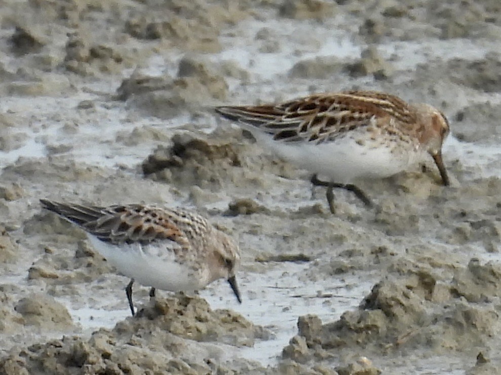 Broad-billed Sandpiper - Stan Arnold