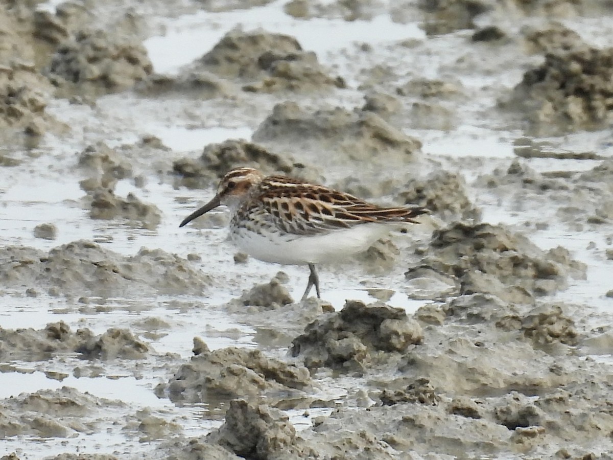 Broad-billed Sandpiper - ML619610066