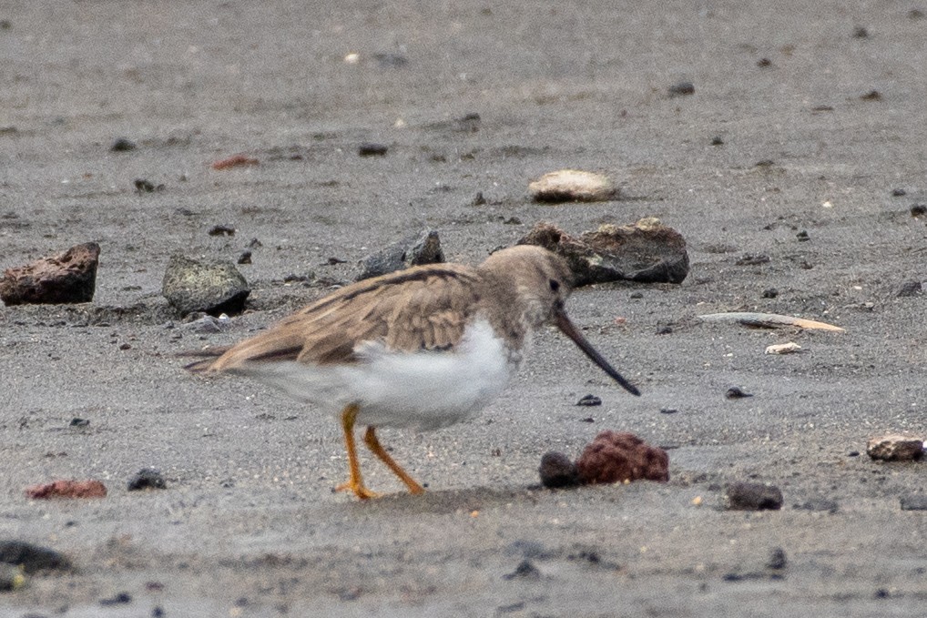 Terek Sandpiper - ML619610067