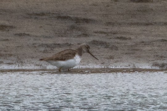 Terek Sandpiper - ML619610068